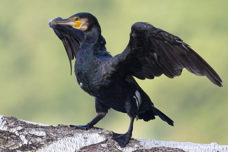 kormoran źródło www.ekologia.pl