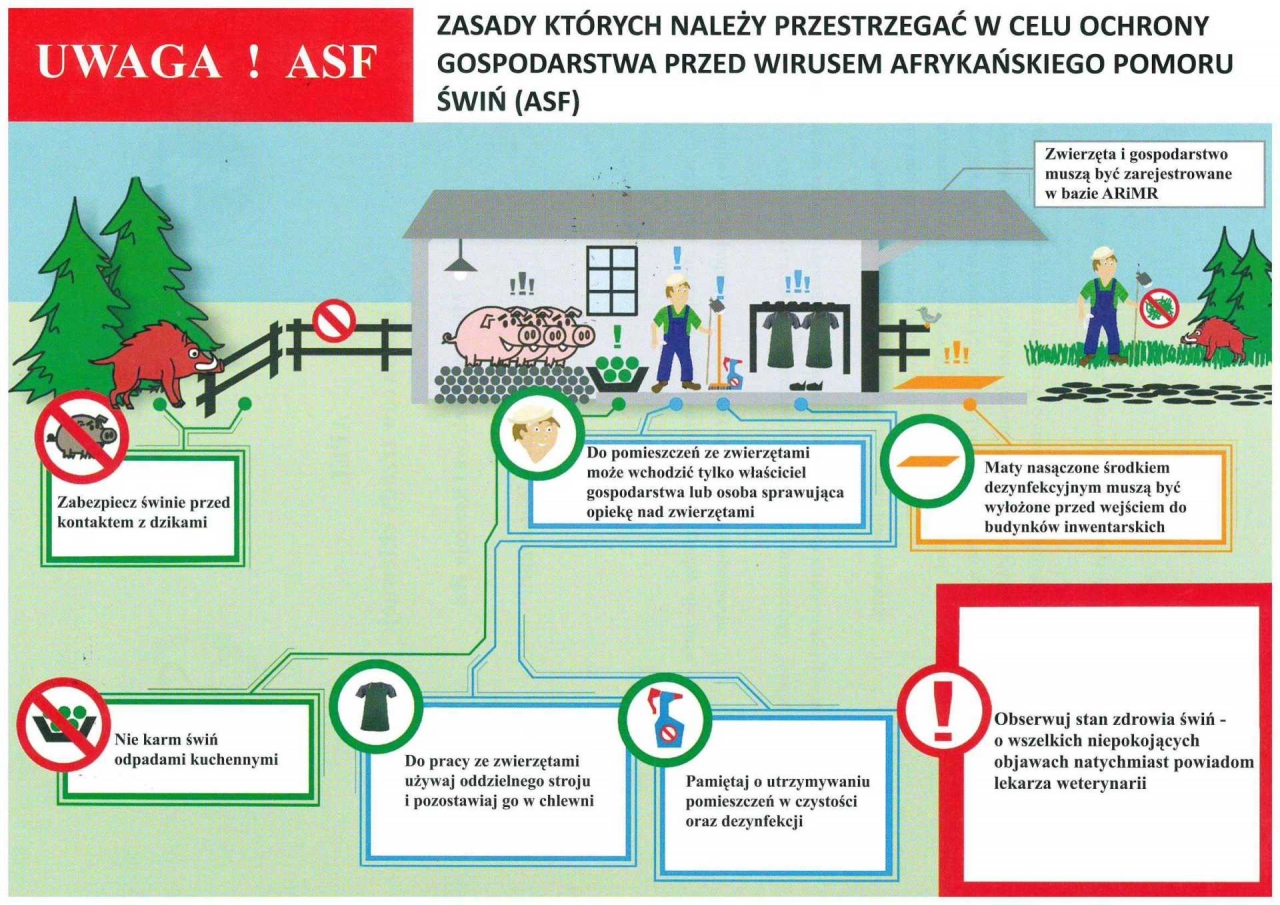 ulotka zasady bioasekuracji - afrykański pomór świń