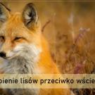 Szczepienie lisów przeciwko wściekliźnie 