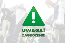 Pryszczyca -komunikat Głównego Inspektora Weterynarii